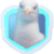 A_Seagull