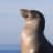 FlexingSeal