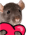 HyperRatTV