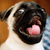 Puggin