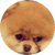 PupRs